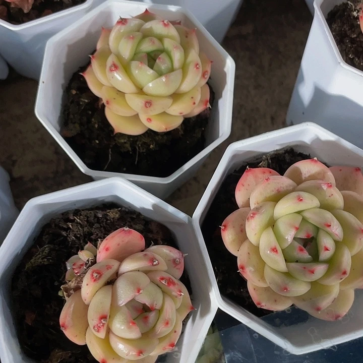 八角盆玲珑5.8带盆土