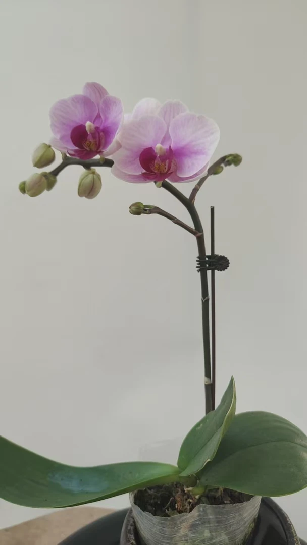 【老板卖花记】宝贝 3.0寸杯带花带花苞