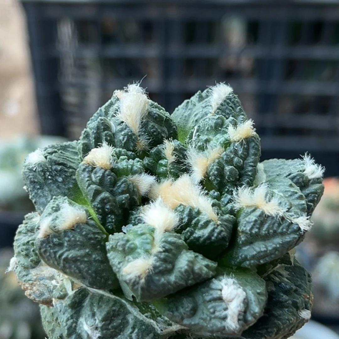 无花朵福利绣普苗接大尤龟甲怒牡丹281