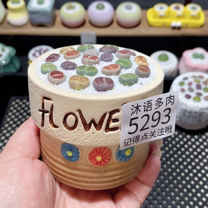 带盆土植物 一物一拍 5293