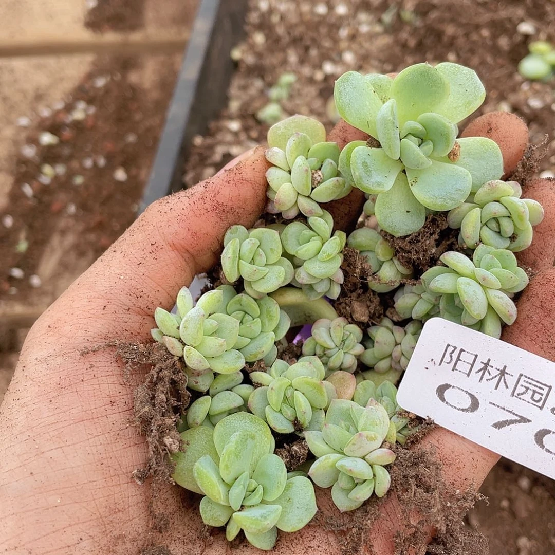 大*妮多头植物多肉植物70