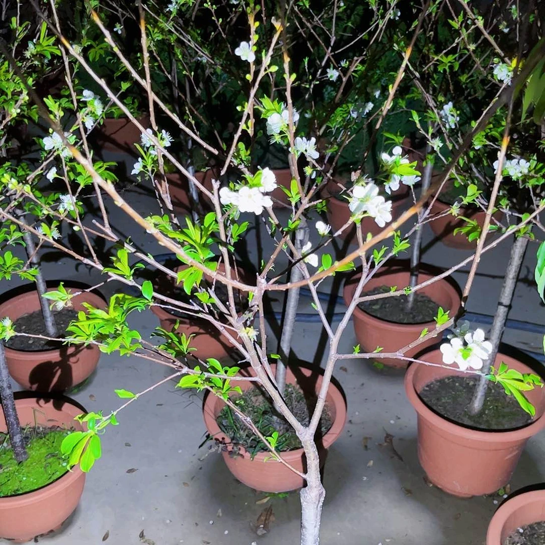 利*哥果苗。果苗。果苗6666