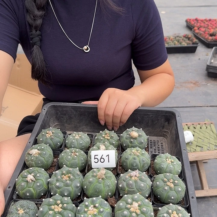 561龟甲兜实生发货