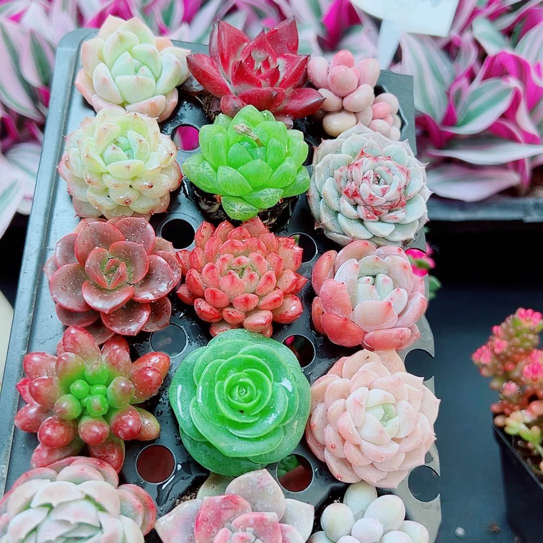 15棵多肉植物111111