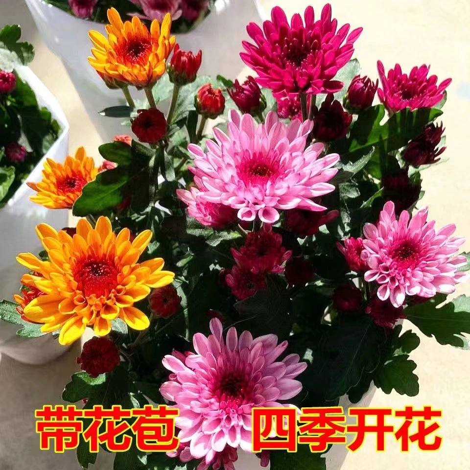 冬季四季菊花荷兰菊盆栽带花苞花卉观花绿植室内外庭院阳台盆栽千