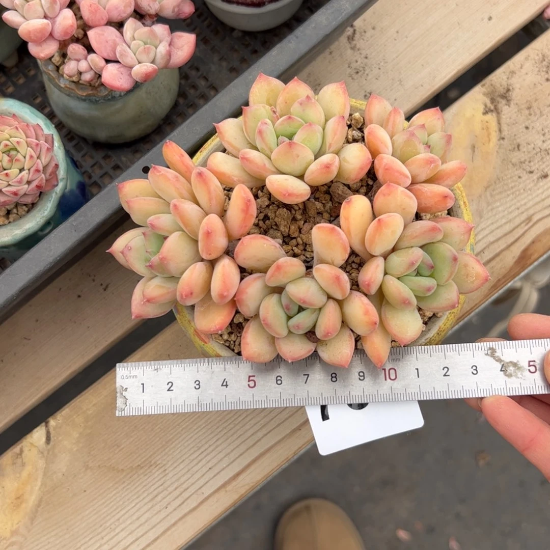 ?****703 多肉植物组合