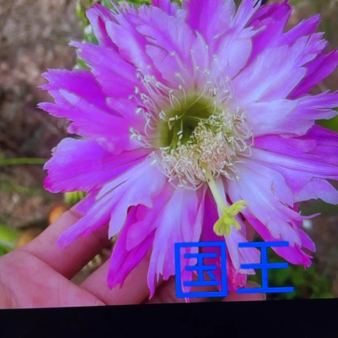 国王毛侧牙20包邮3