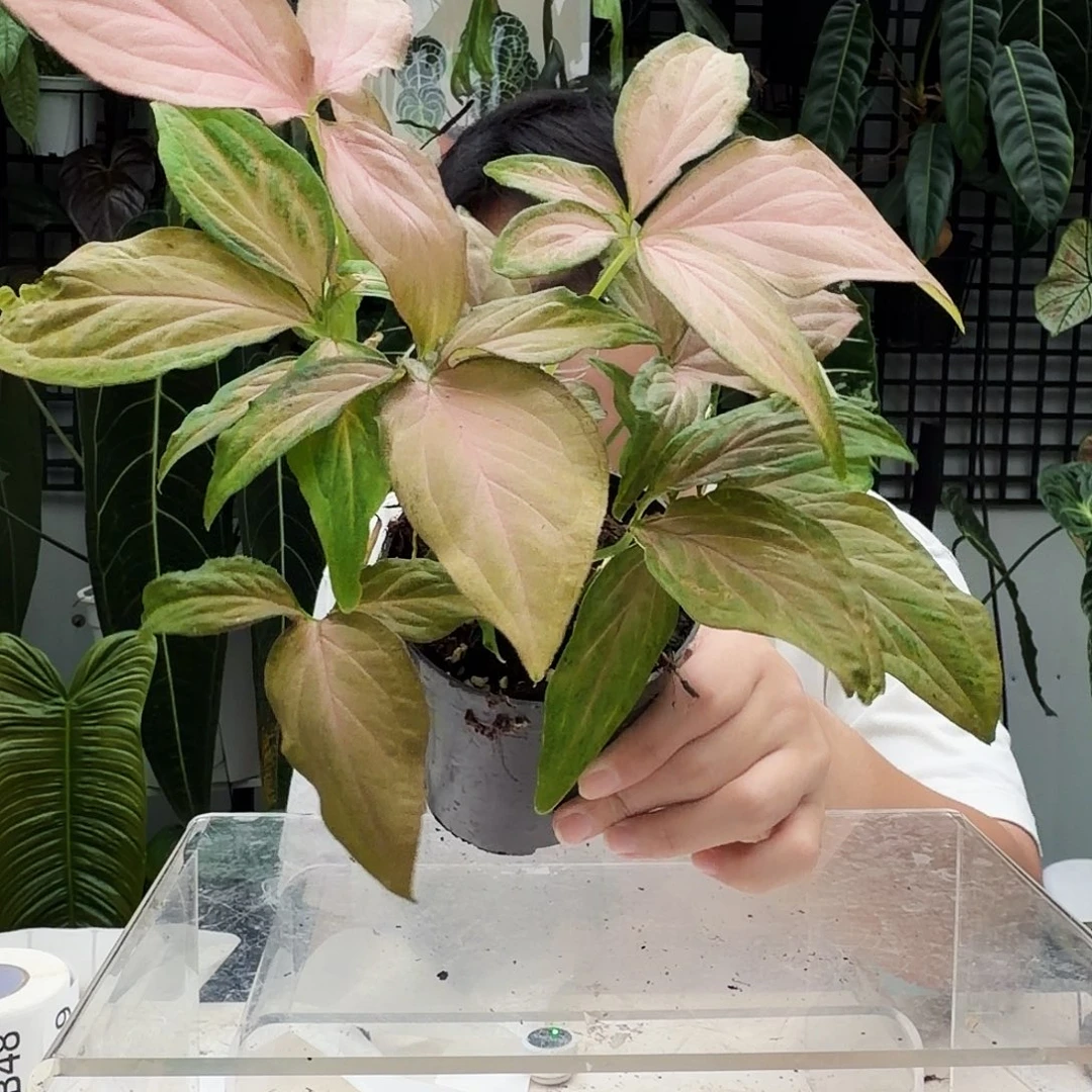 不开花植物B41 粉公主