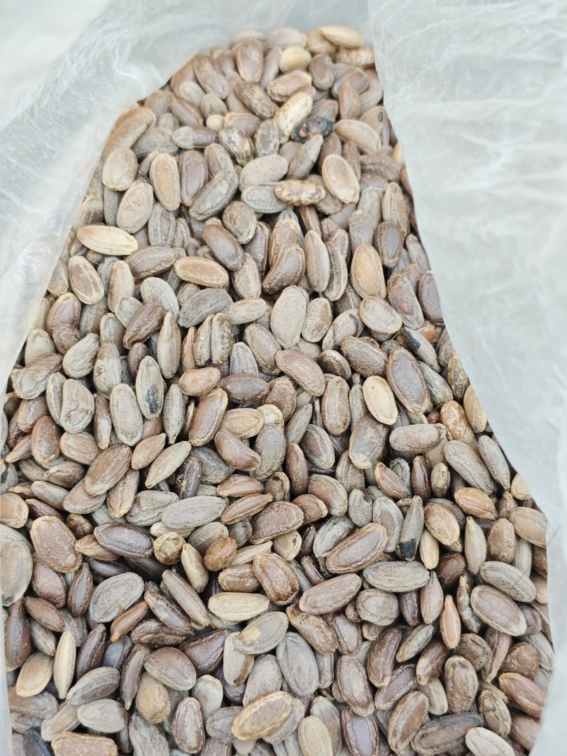 【代买山货】吊瓜子