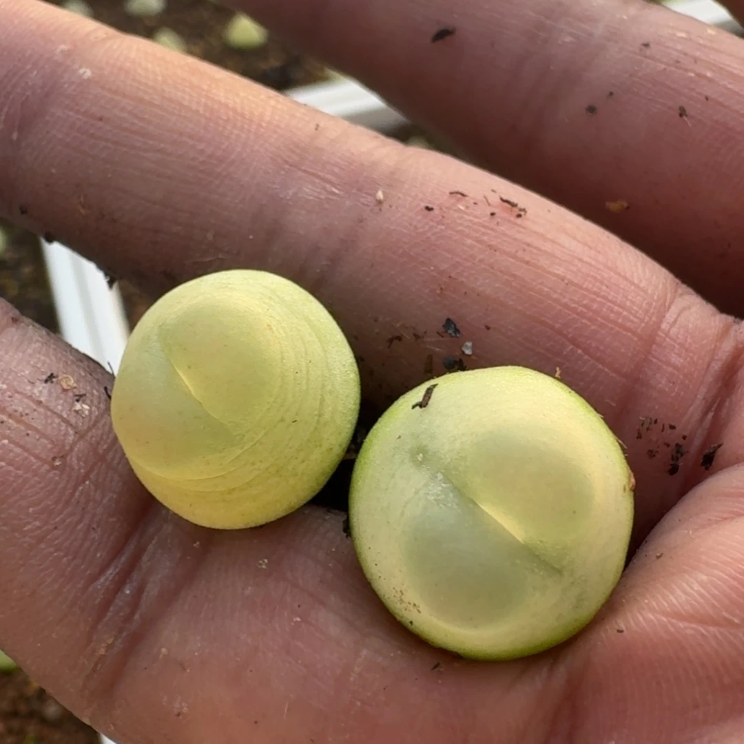 034号拉登2606好好看