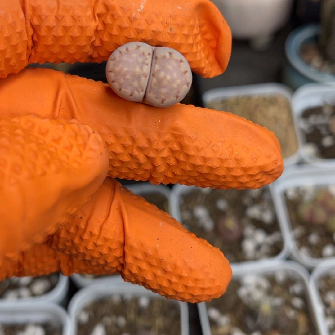 知***.多肉植物一物一拍