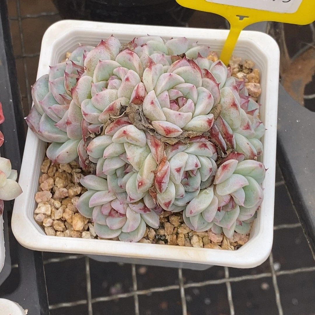 1120079白底天鹅绒