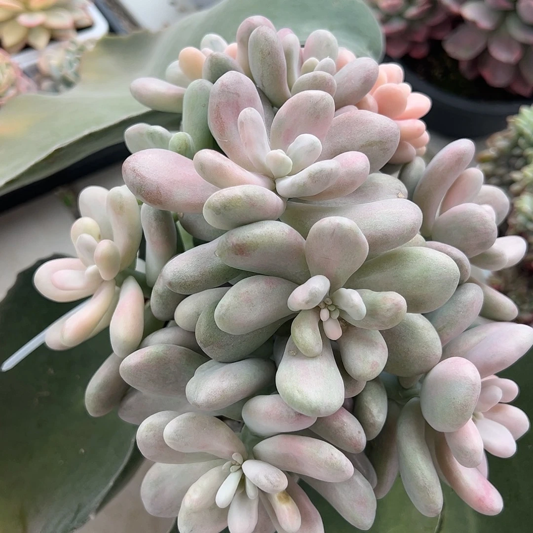 桃蛋锦嫁接多肉植物