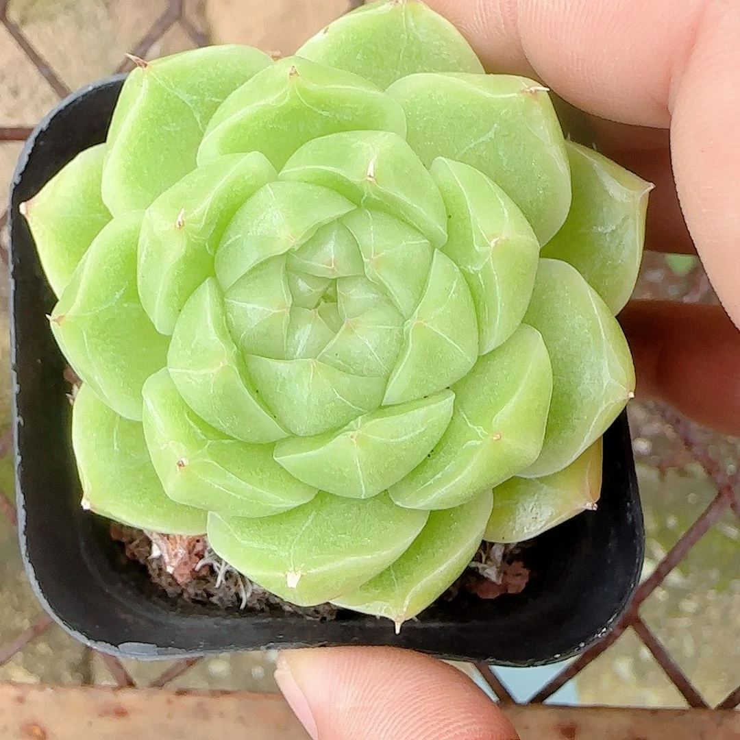 【闪购商品】0829-55包子麦杆