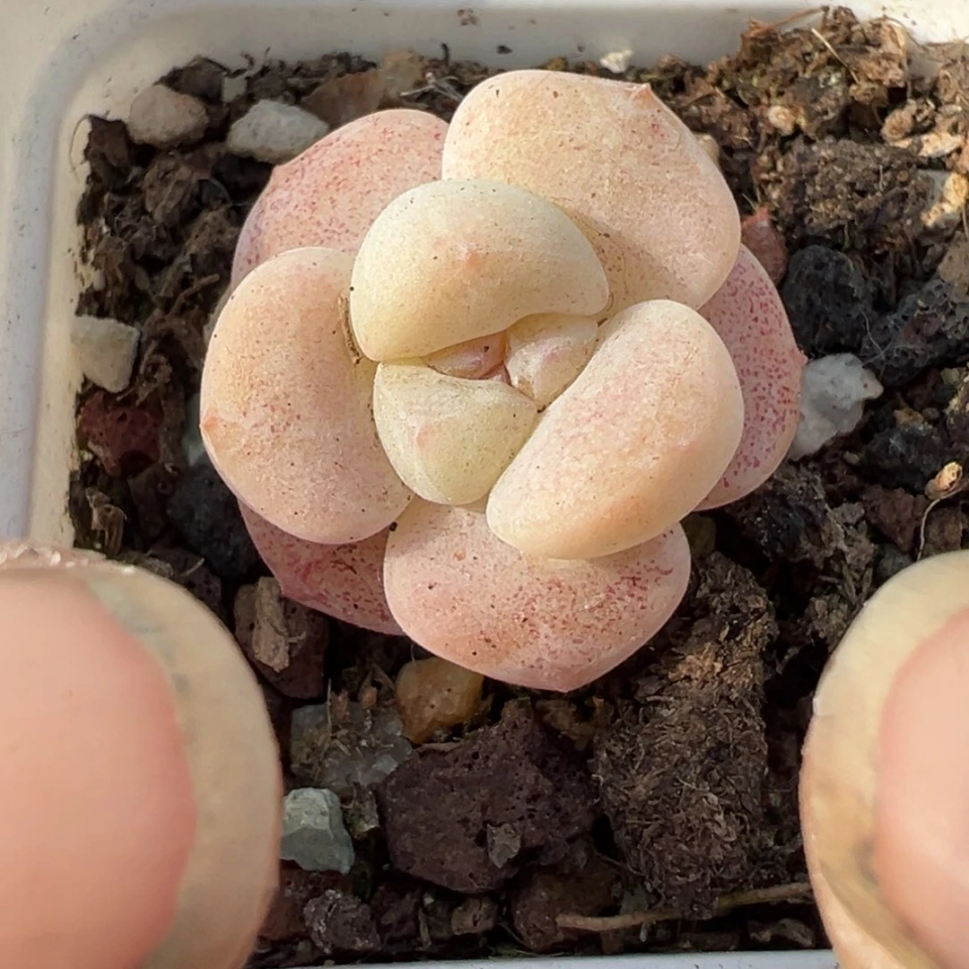 小卡拉米糖心一物一拍