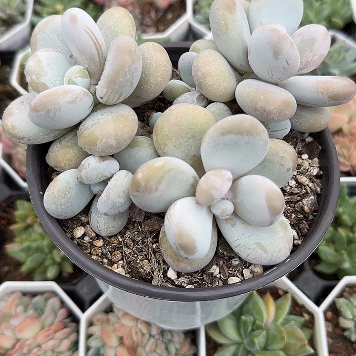 盛**荷青蛙王子儿童牙膏111