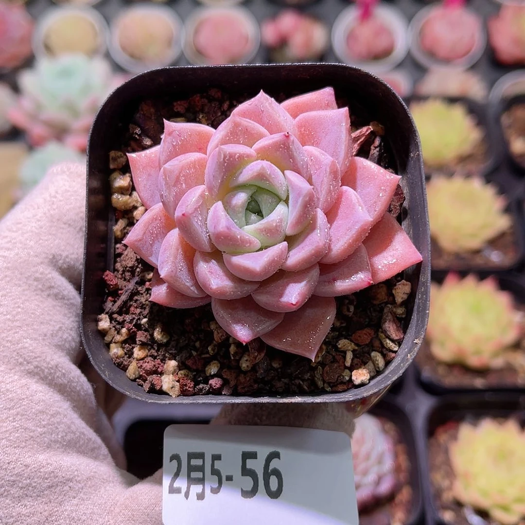 花利美5-56粉斑点