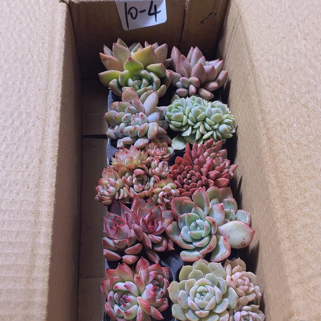 【闪购商品】10颗-4