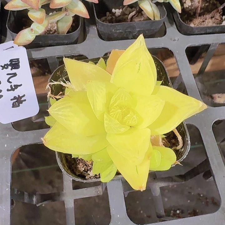 繁*黄金玉露多肉植物