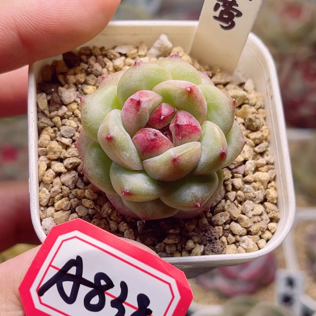 A838 一物一拍 赤莺