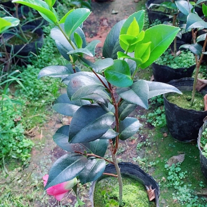 完全开放忘忧草织女