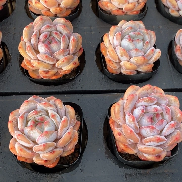 120星影单头 福利多多