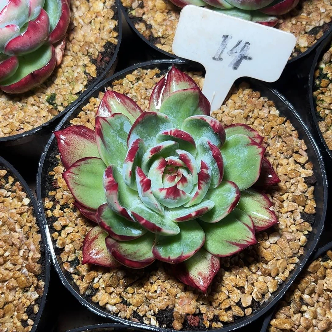 惊鸿仙子一物一拍14号