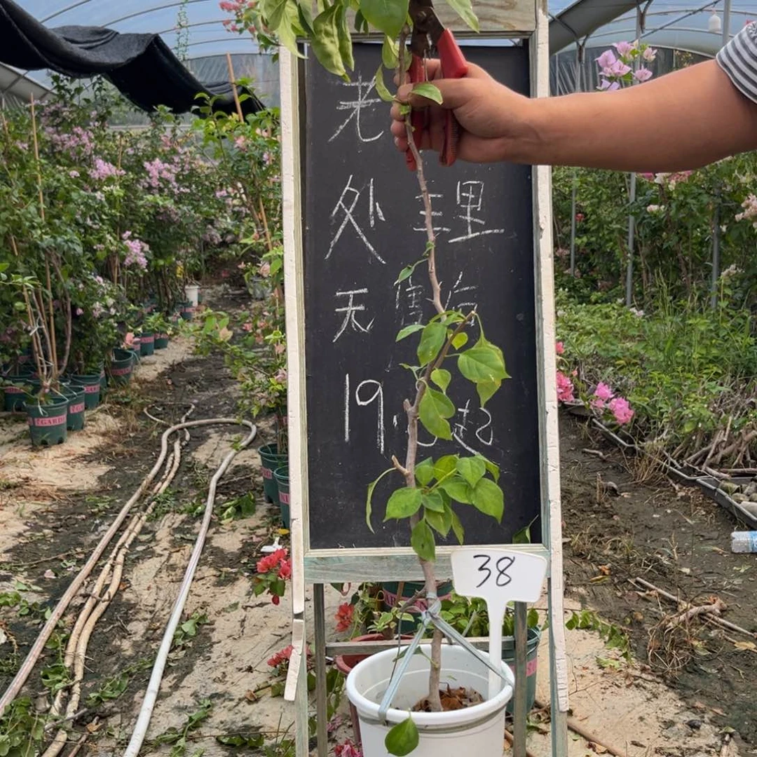 无花朵三角梅三角梅38