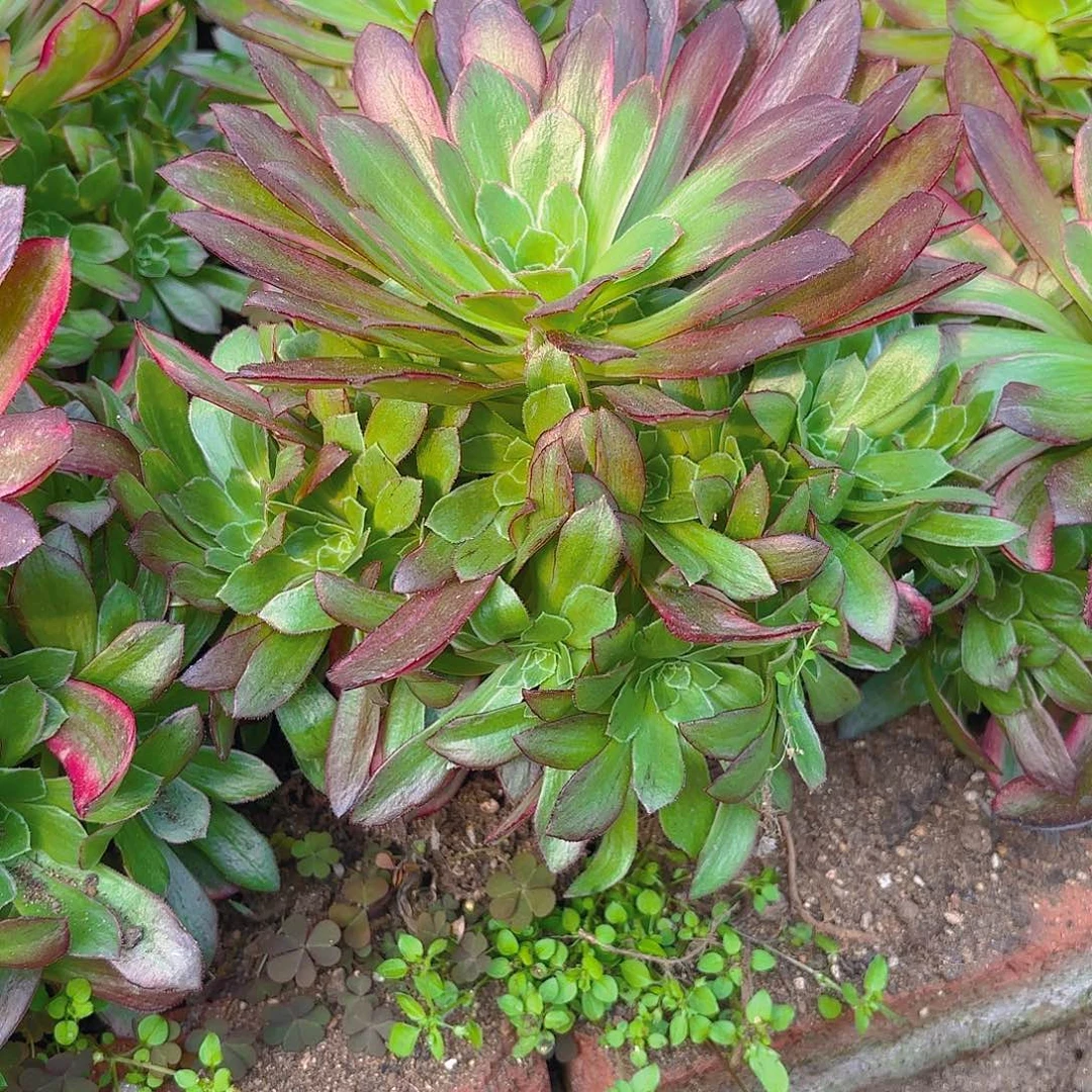 安娜手捧多肉植物