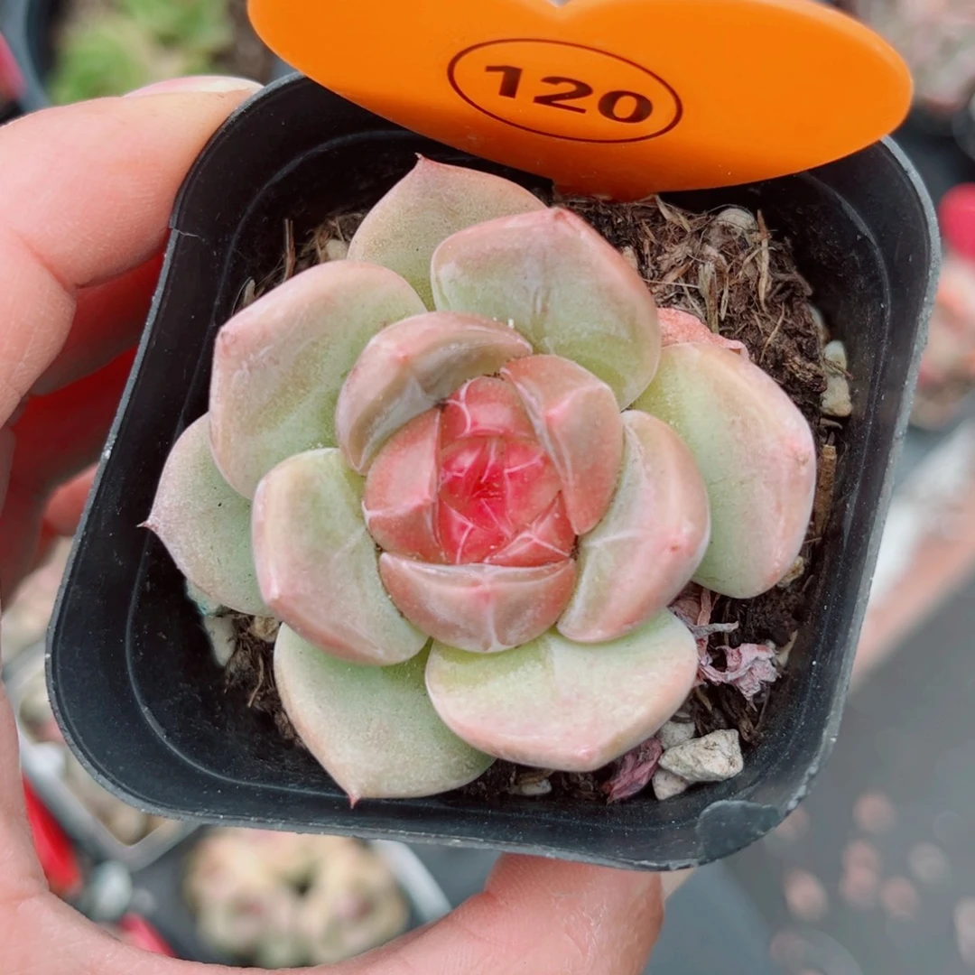 128号新品珍妮单头