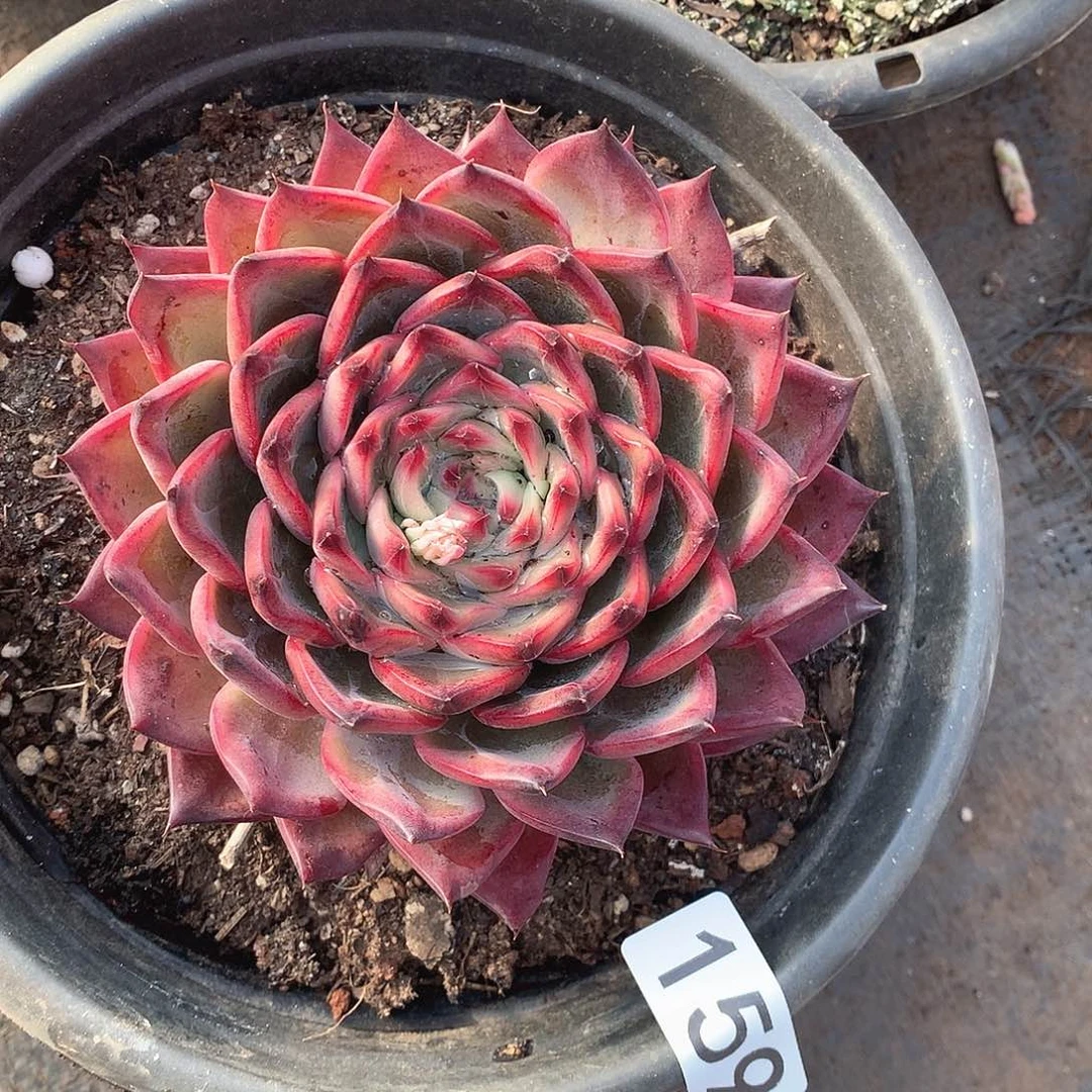 159篝火一物一拍多肉