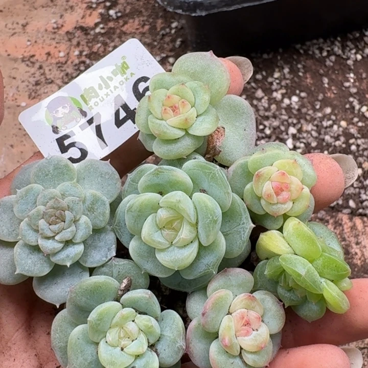 完全开放多肉植物多肉植物