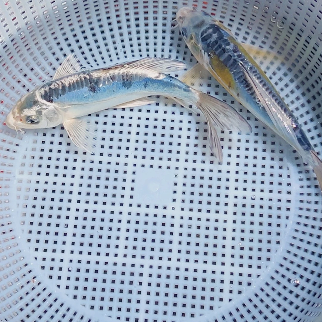 锦鲤锦鲤观赏鱼1111