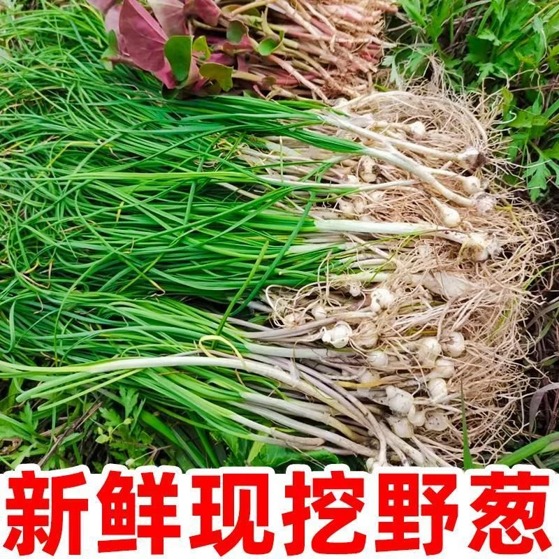 新鲜野葱现挖苦葱野藠头野小蒜苗带根带叶野菜胡葱食用凉拌菜