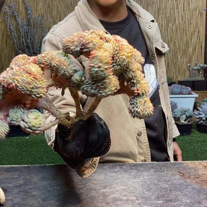 x***x361号白胖子多肉植物