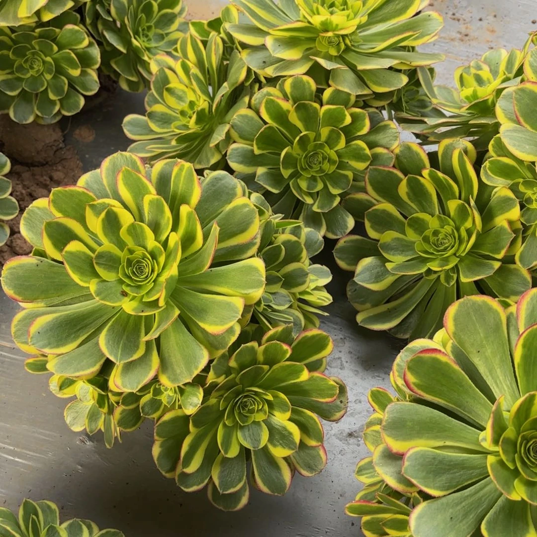 奶白12.8木质老桩1号捧