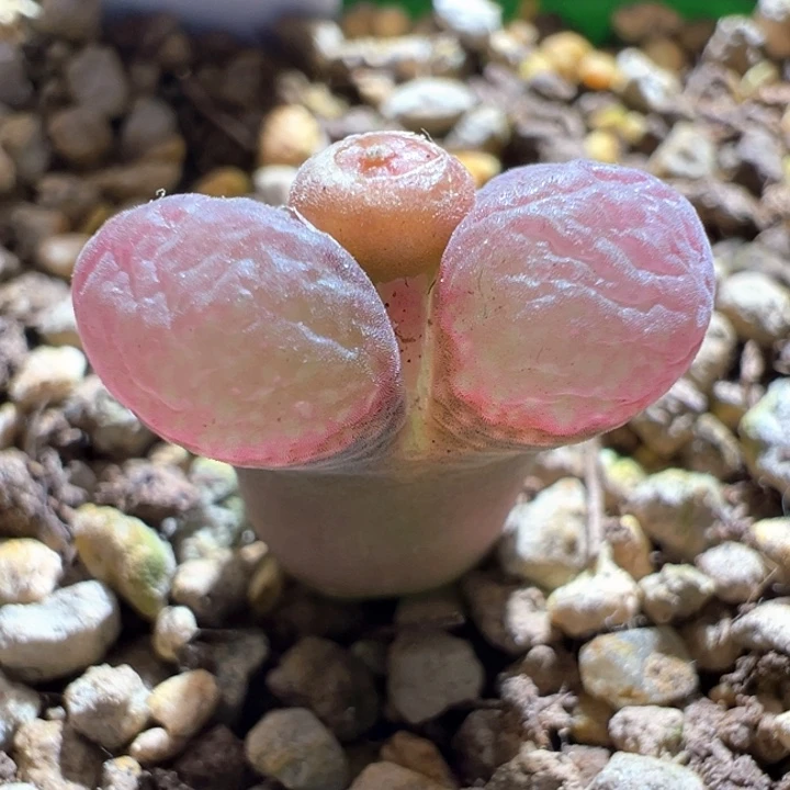 914。 优选兔兔粉风铃。  八八折后价。