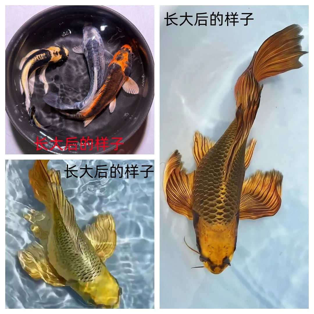 纯种玛雅蝴蝶鲤，熊猫，古黄金，绿茶，黄茶，大鳍大尾 5-8cm