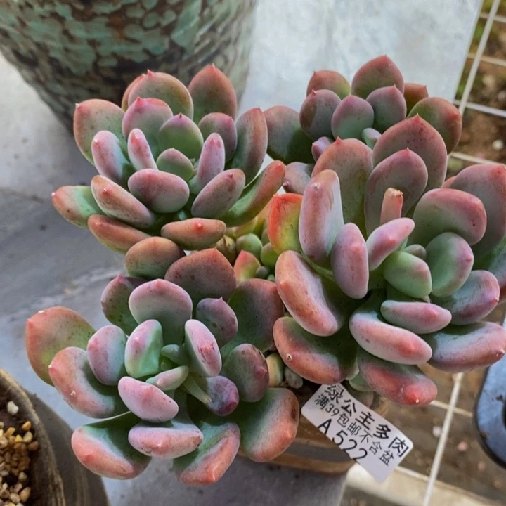 灰姑娘老桩13cm522多肉植物