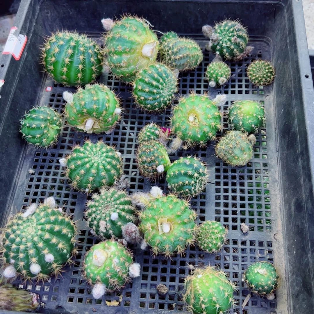 下101无名丽花歪无根侧芽2公分左右20包邮