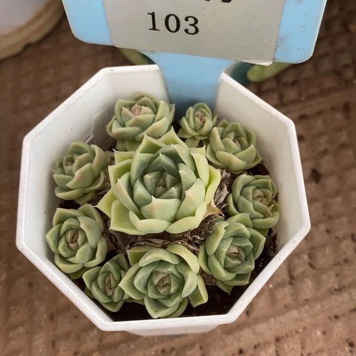 D103- 直播福利 东云捧花