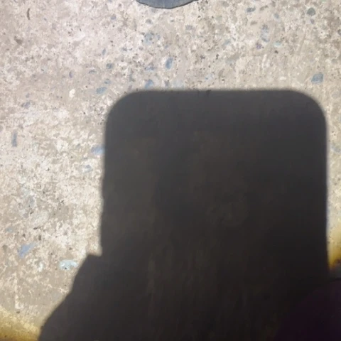 金蛋子品种苗嫁接天**清