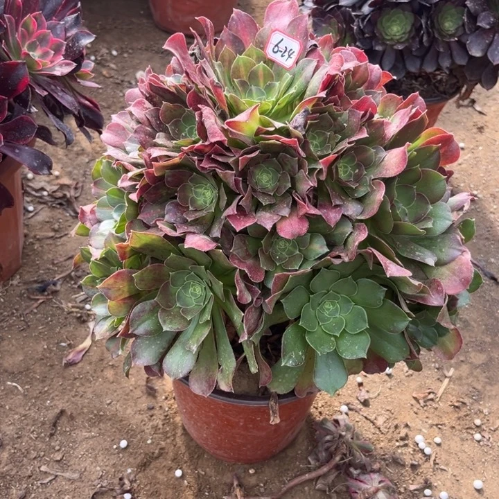 6-24女巫中班处理不售后多肉