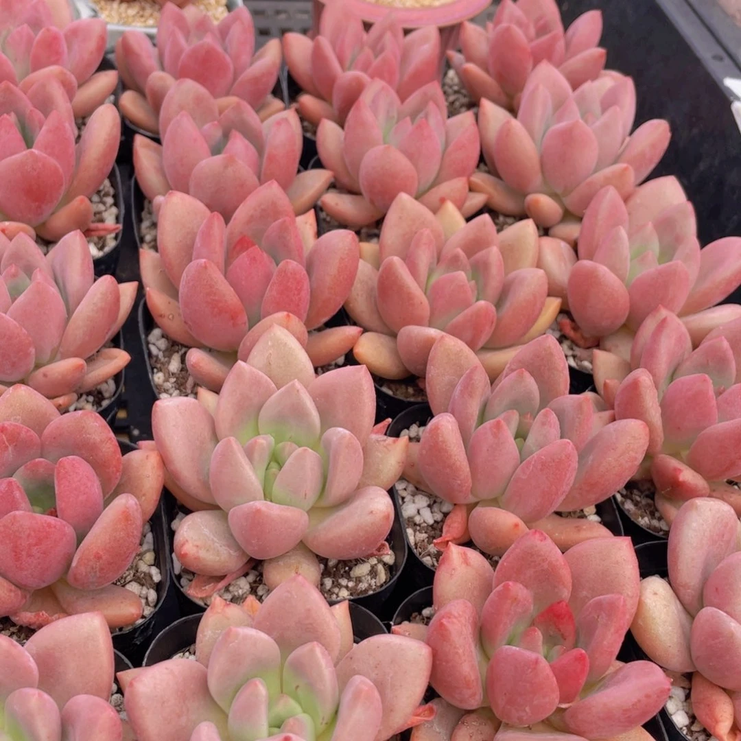 量拍5号 桃花源单头一个