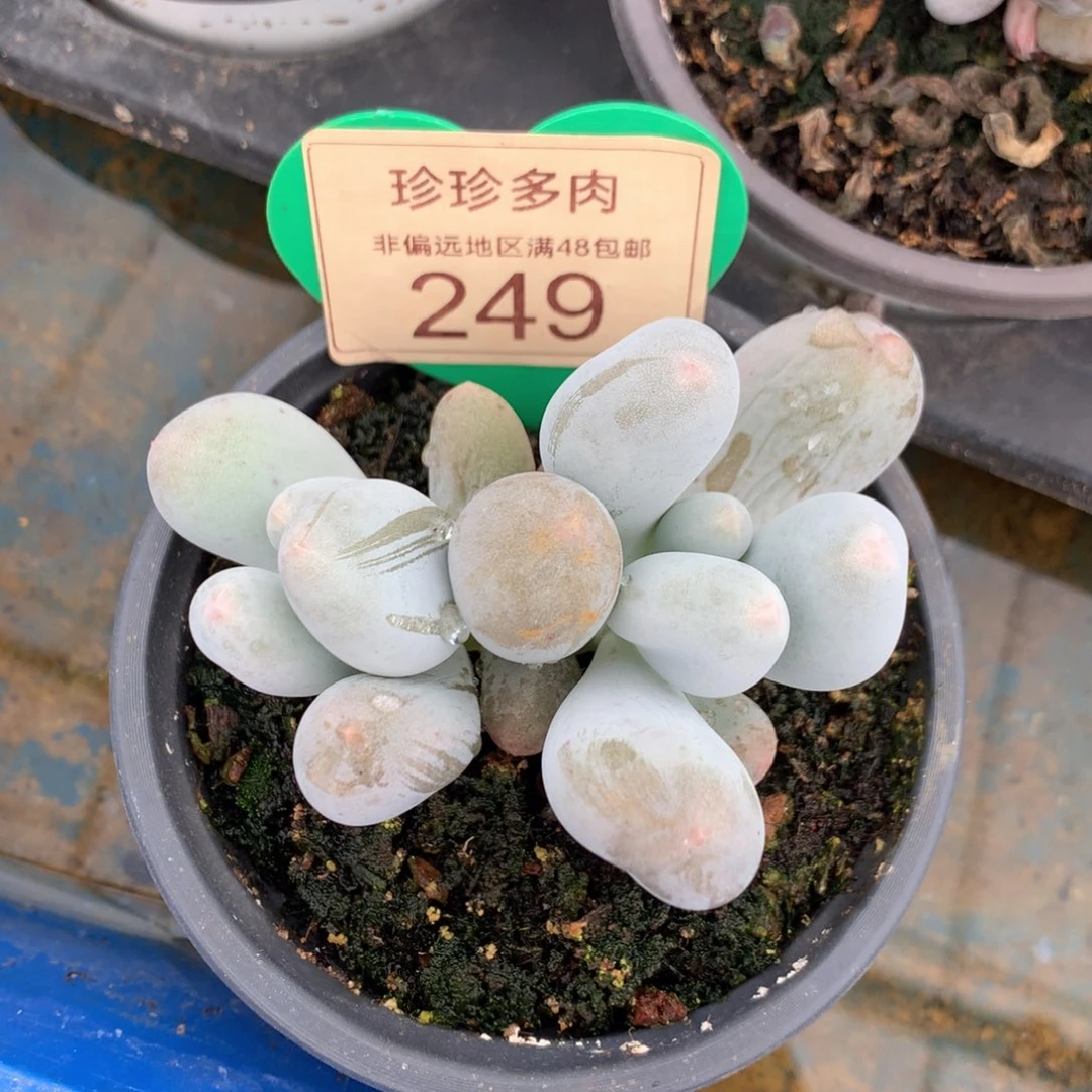 米可奶无砍小胖子249