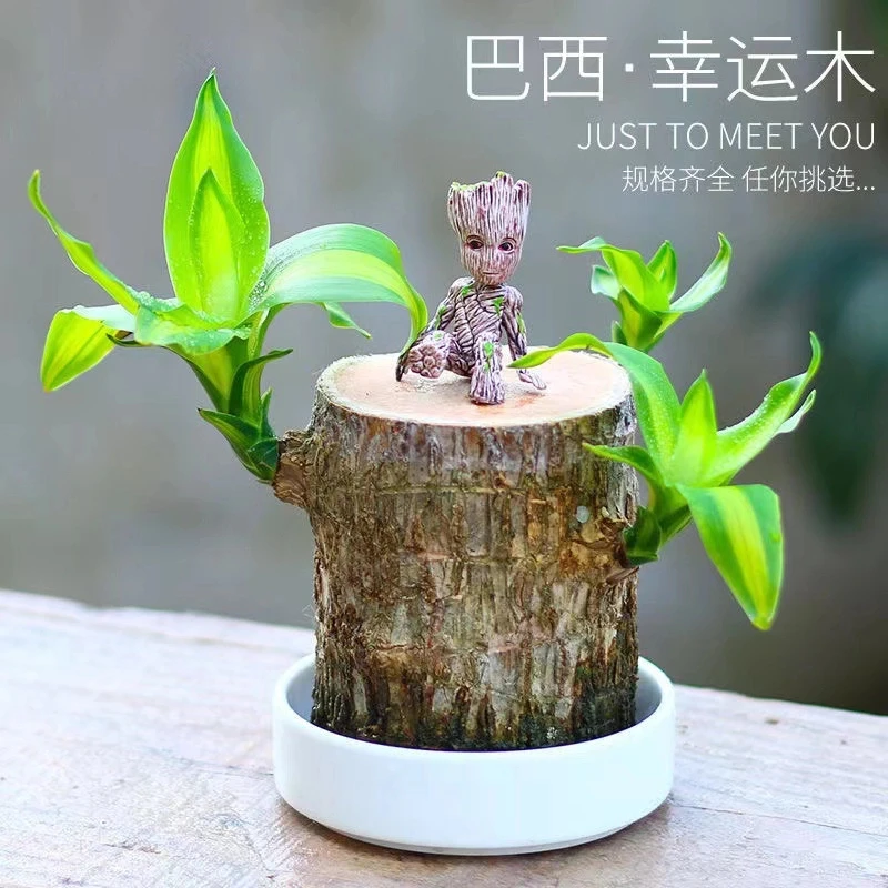 新疆包邮 巴西木水养四季幸运木格鲁特绿植盆栽