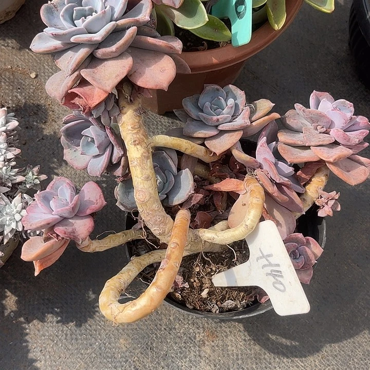 晨语多肉，一物一拍彩虹糖140