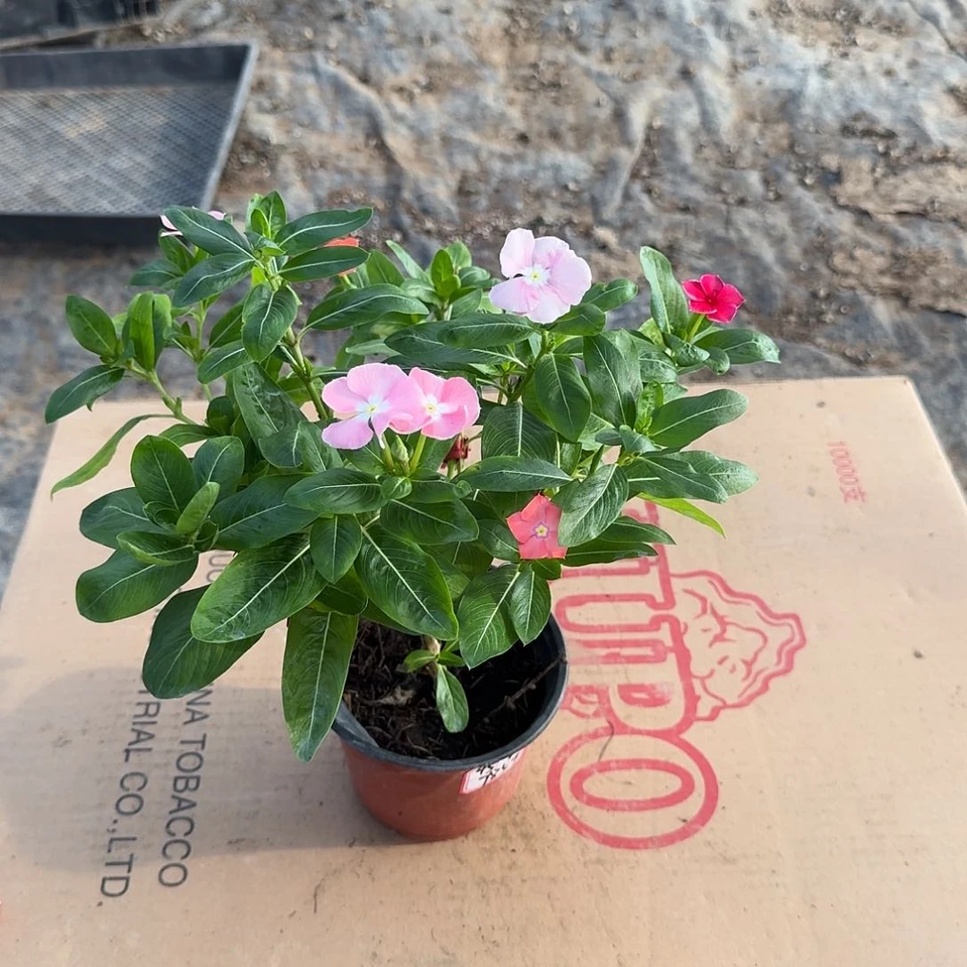 花*45元一盆九个颜色特色长春花
