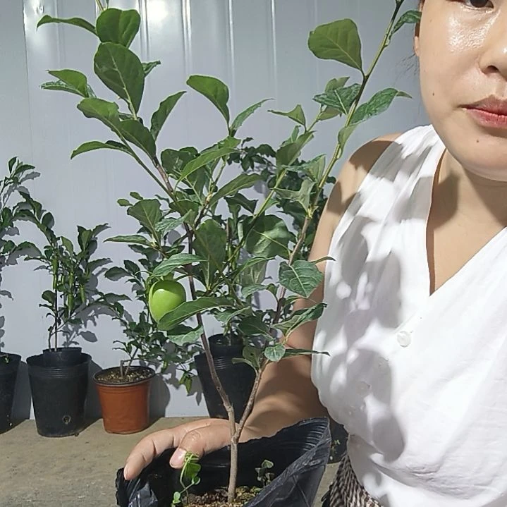 申***不开花植物老鸭柿