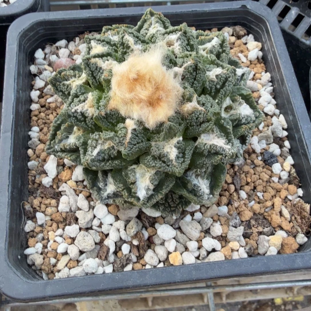 S***o仙人球开花一个福利品